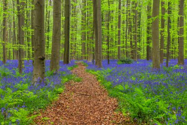 Famous forest Hallerbos in Brussels Belgium clipart