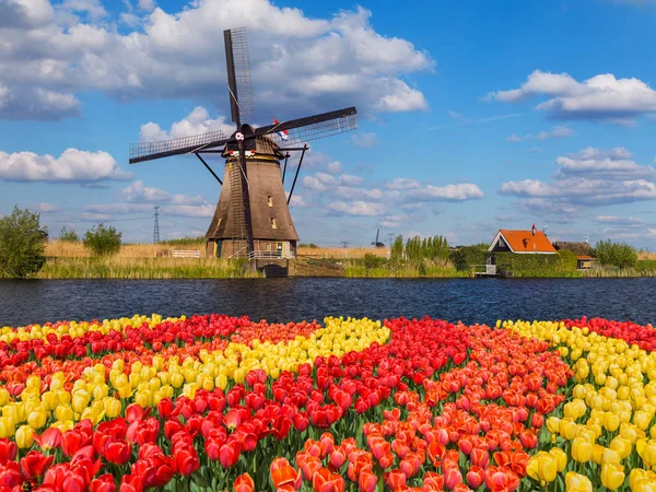 Větrné mlýny a květiny v Nizozemsku — Stock fotografie