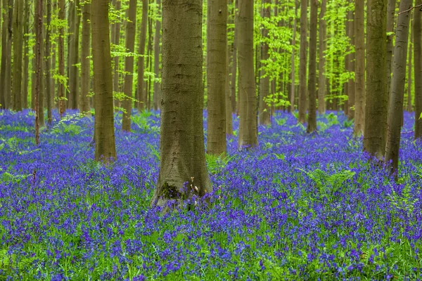 Famous forest Hallerbos in Brussels Belgium — Stock Photo, Image