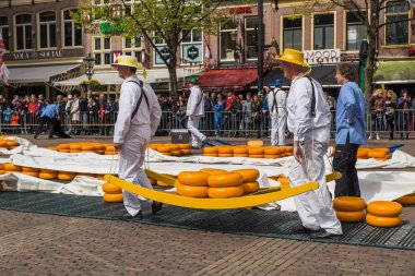 Alkmaar, Hollanda - 28 Nisan 2017: Geleneksel peynir pazarında peynir taşıyıcıları