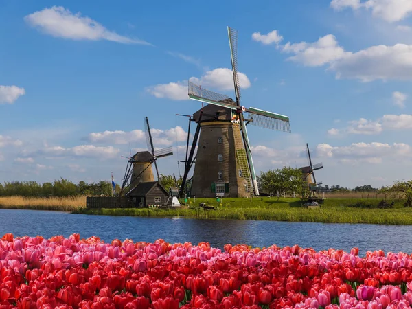 Ανεμόμυλοι και τα λουλούδια στην Ολλανδία — Φωτογραφία Αρχείου
