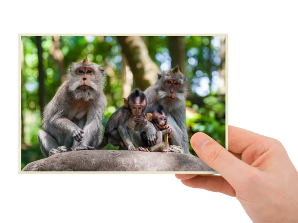 印尼巴厘岛的手与猴（照片）) — 图库照片