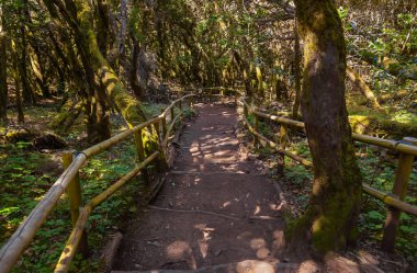 Rainforest la gomera Adası - Kanarya İspanya