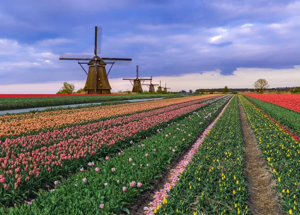 Szélmalmok és a virágok, Hollandia — Stock Fotó