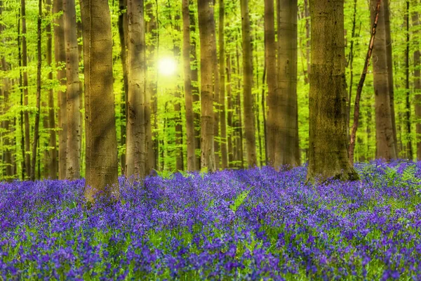 Ünlü orman Hallerbos Brüksel Belçika — Stok fotoğraf