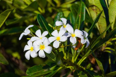 Frangipani (Plumeria) çiçek - Bali Endonezya sembolü