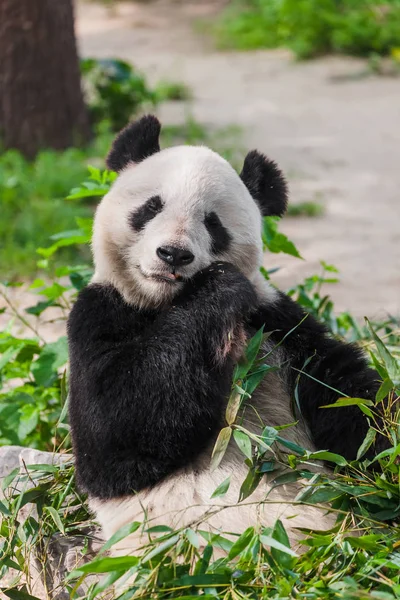 Giant panda — Zdjęcie stockowe