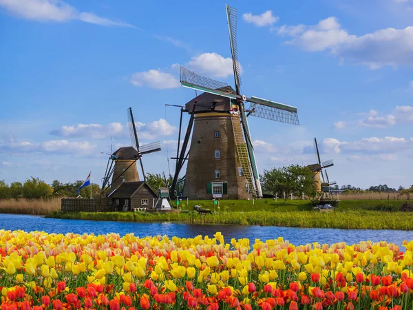 Szélmalmok és a virágok, Hollandia — Stock Fotó