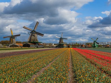 Yel değirmenleri ve Hollanda çiçek