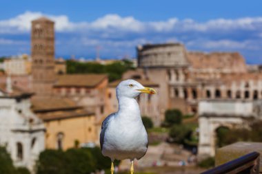Roma 'da martı ve kolezyum - İtalya - mimari geçmişi