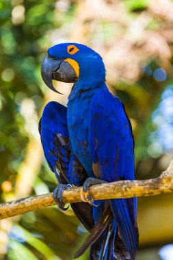 Bali Adası Endonezya 'da papağan - doğa geçmişi