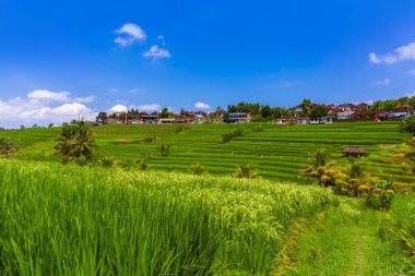 Endonezya 'daki pirinç tarlaları - seyahat ve doğa geçmişi