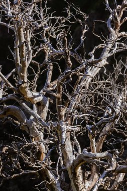 Eski ağaç dağlar - Madeira Portekiz - doğa arka planda