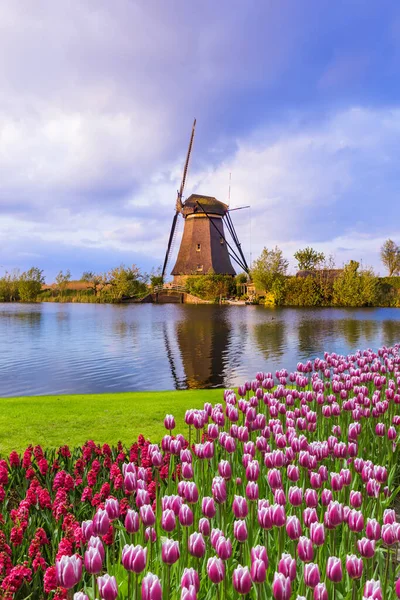 Windmühlen Und Blumen Den Niederlanden Architektonischer Hintergrund — Stockfoto