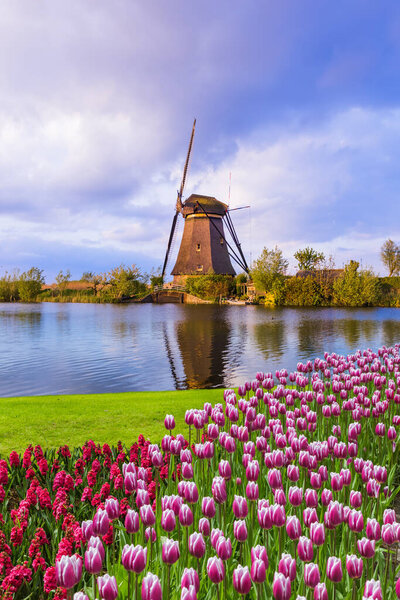 Windmills and flowers in Netherlands - architecture background