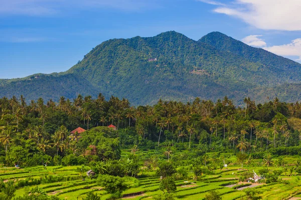인도네시아 자연의 — 스톡 사진