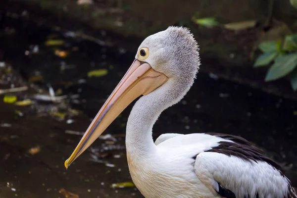 Endonezya Pelikan Doğa Geçmişi — Stok fotoğraf