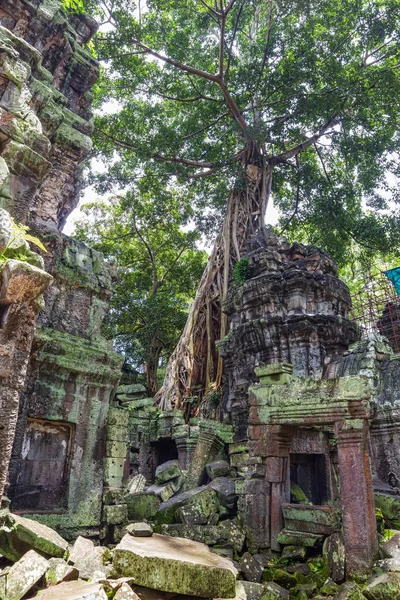 Ancient Ta Prohm or Rajavihara Temple ruins at Angkor, Siem Reap — Stock Photo, Image