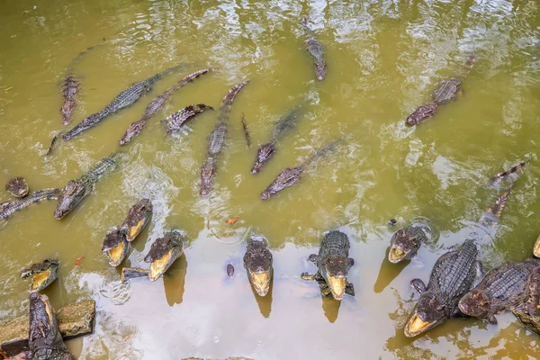 Horde of crocodiles in the water with opened jaws. — Stock Photo, Image