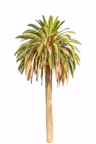 Wysoki zielony palmy na białym tle. — Zdjęcie stockowe