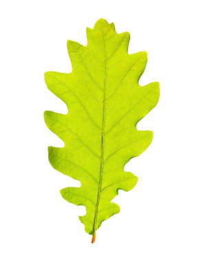 Green oak leaf isolated on white backgrpund. clipart