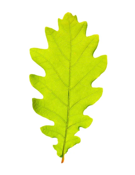 Green oak leaf isolated on white backgrpund. — Stock Photo, Image