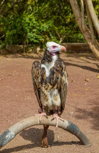 stock image Performing vulture sitting on the arc in the sun.