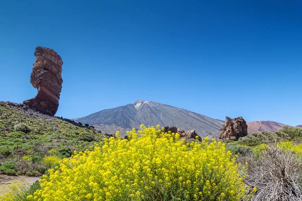 Teide volcano peak with yellow flowers in the foreground, Teneri — Stock Photo, Image