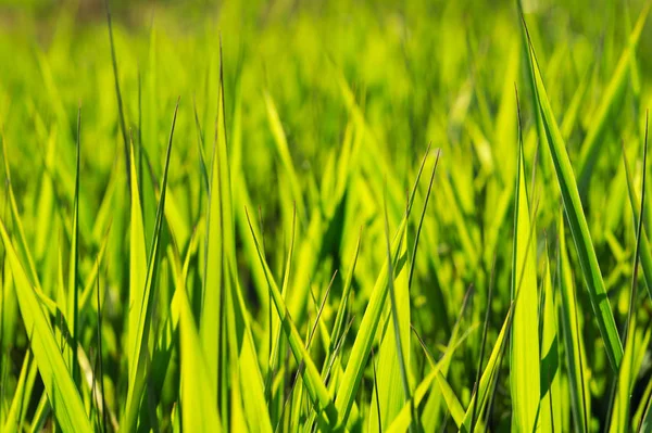 Verde hierba bokeh fondo de verano . —  Fotos de Stock