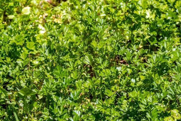 Fresh parsley leaves growing in sunlight. — Stock Photo, Image