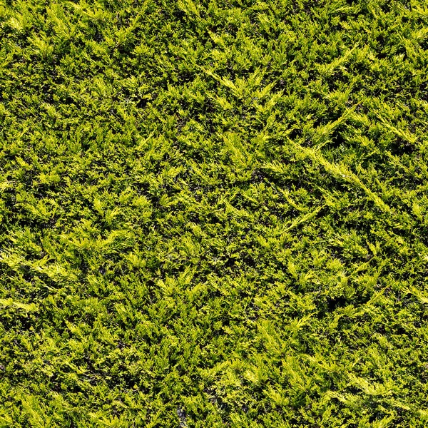 Evergreen shrub branches seamless texture. — Stock Photo, Image