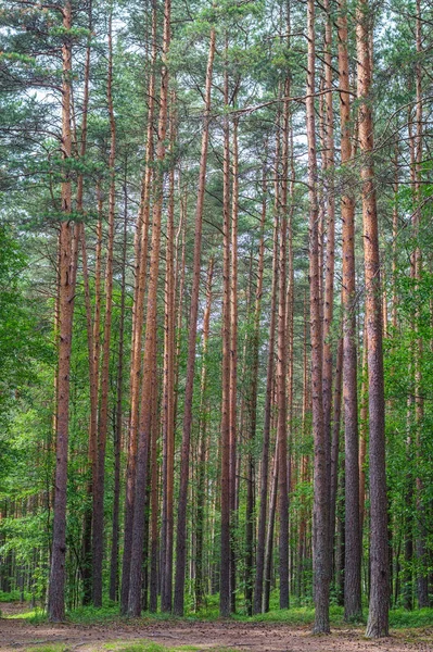 Zelená pine tree lesní vertikální krajina. — Stock fotografie