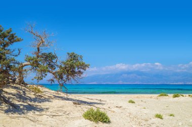 Garip Lübnan sedir ile Chrisi (Chrysi) Adası arka plan.
