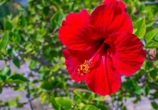 Red hibiscus in sunlight spring nature background with smooth bo — Stock Photo, Image