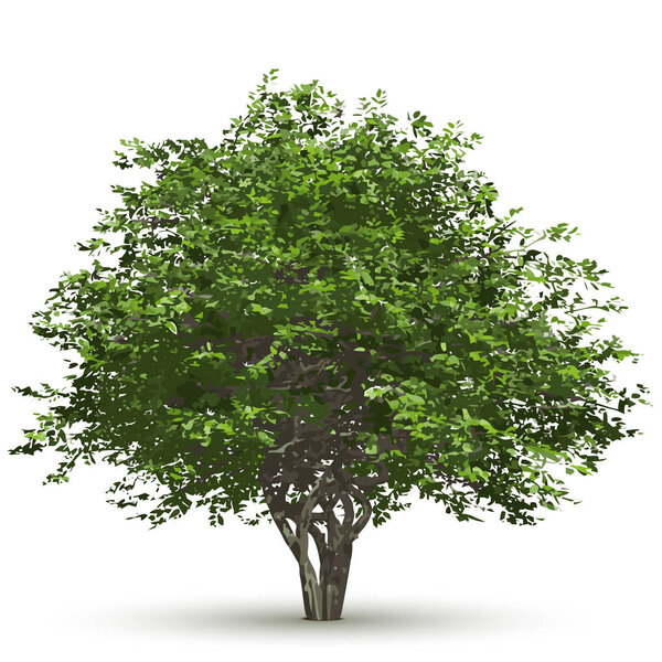 Green vector tree isolated on white background.