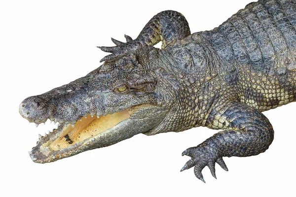 Cabeça de crocodilo com mandíbulas abertas — Fotografia de Stock