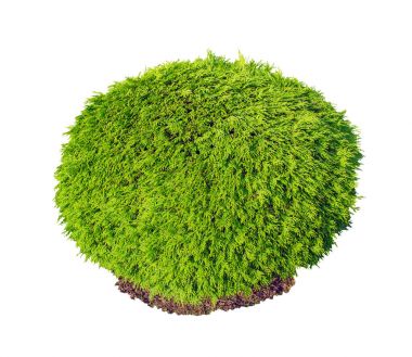 Mazı (bitki) occidentalis Selena yeşil bush üzerinde beyaz adam izole