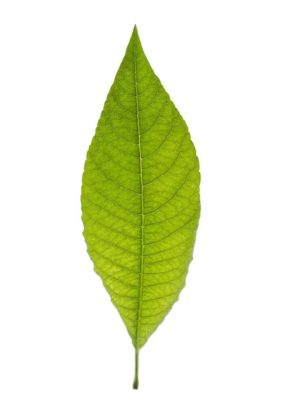 Zelené listy close-up shot izolované na bílém pozadí. — Stock fotografie