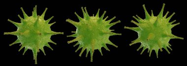 Yeşil Coronavirus Ajanları Kara Arkaplanda izole edildi. COVID19 Hücre Nesnesi. 3B Görüntü.