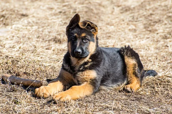 Alman çoban köpek — Stok fotoğraf
