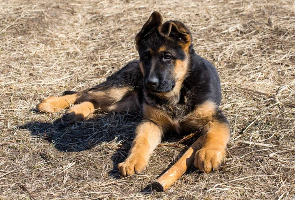 Alman çoban köpek — Stok fotoğraf