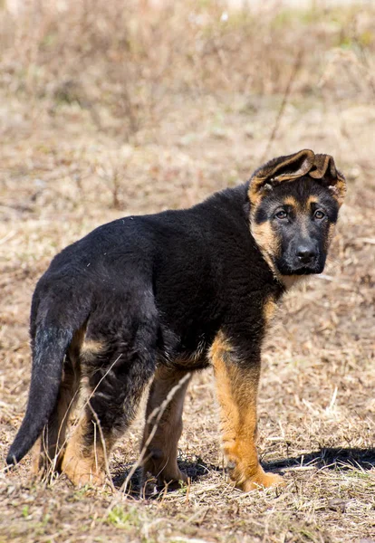 Alman çoban köpek — Stok fotoğraf