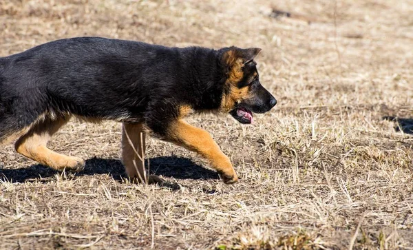 Alman çoban köpek çalışır ve çalış — Stok fotoğraf