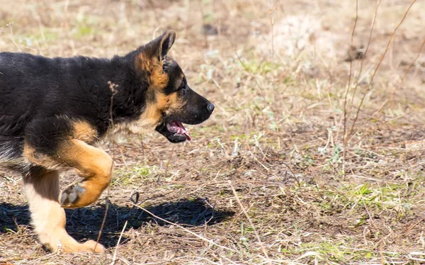 ジャーマン ・ シェパードの子犬を実行し、果たしています。、 — ストック写真