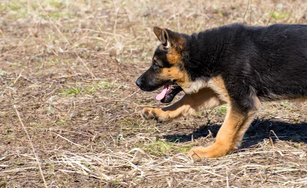 Chiot d'un berger allemand court et joue — Photo