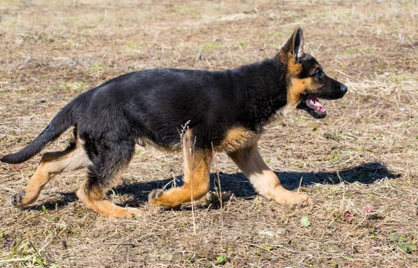 Cachorro de un pastor alemán corre y juega —  Fotos de Stock