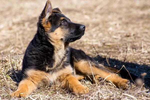 Alman çoban köpek — Stok fotoğraf