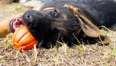 Topla oynamayı Alman çoban köpek