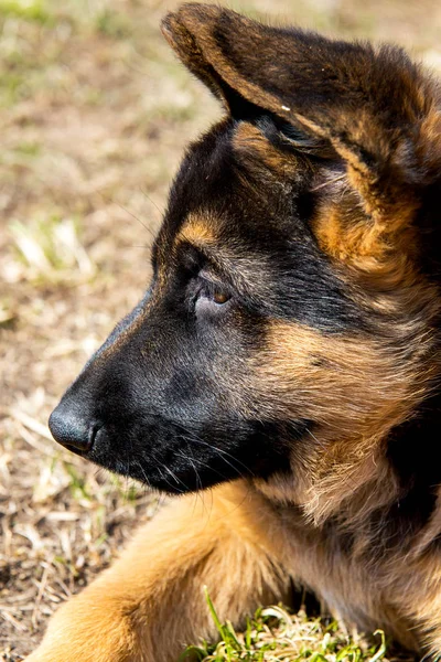 Alman çoban köpek — Stok fotoğraf