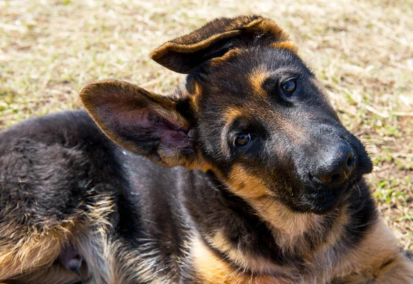 Cãozinho pastor alemão — Fotografia de Stock